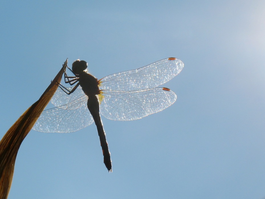 dragonfly sky 2014-09-04
