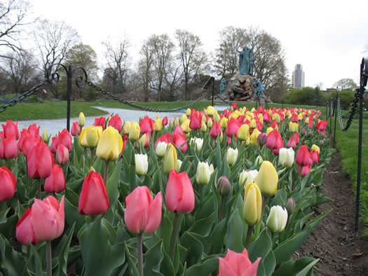 early tulips washington park moses 2012-04-12