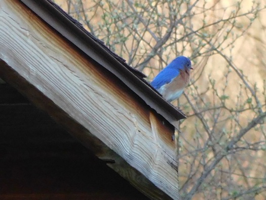 eastern_blue_bird_at_Five_Rivers.jpg