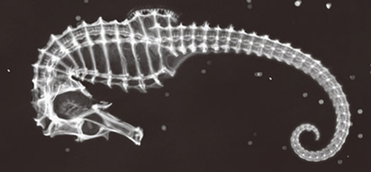 seahorse xray