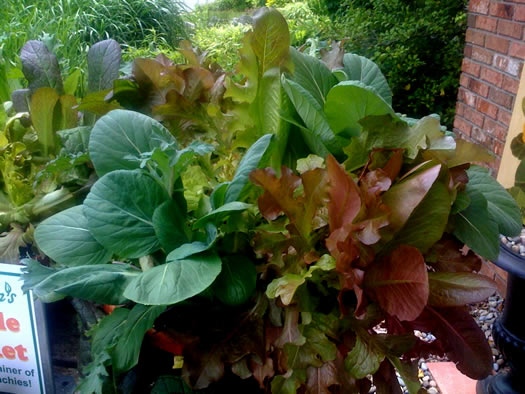 Faddegons lettuce basket