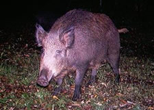 feral pig