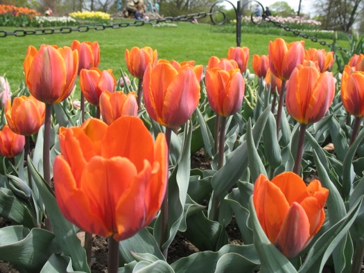 fire_queen_tulips.jpg