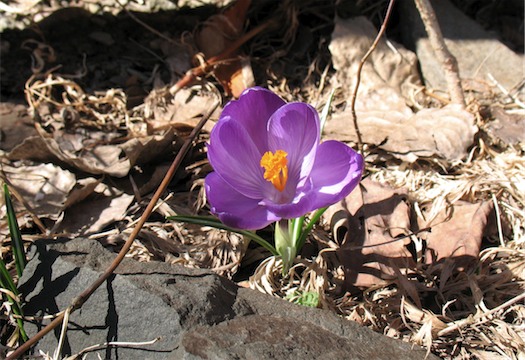 first flower spring