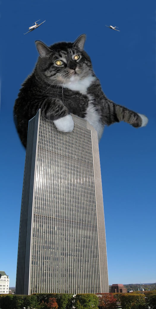 flabby tabby king kong