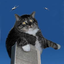 flabby tabby king kong cropped