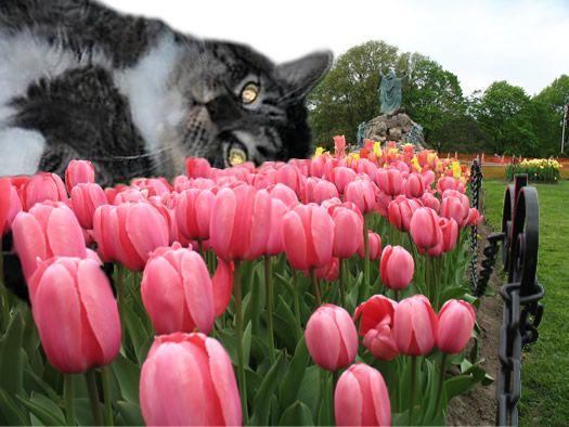 flabby tabby relaxing with tulips