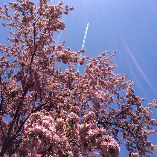 flowering tree contrail 2015-05-07
