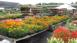 flowers at menands market.jpg