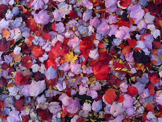 foliage on sidewalk