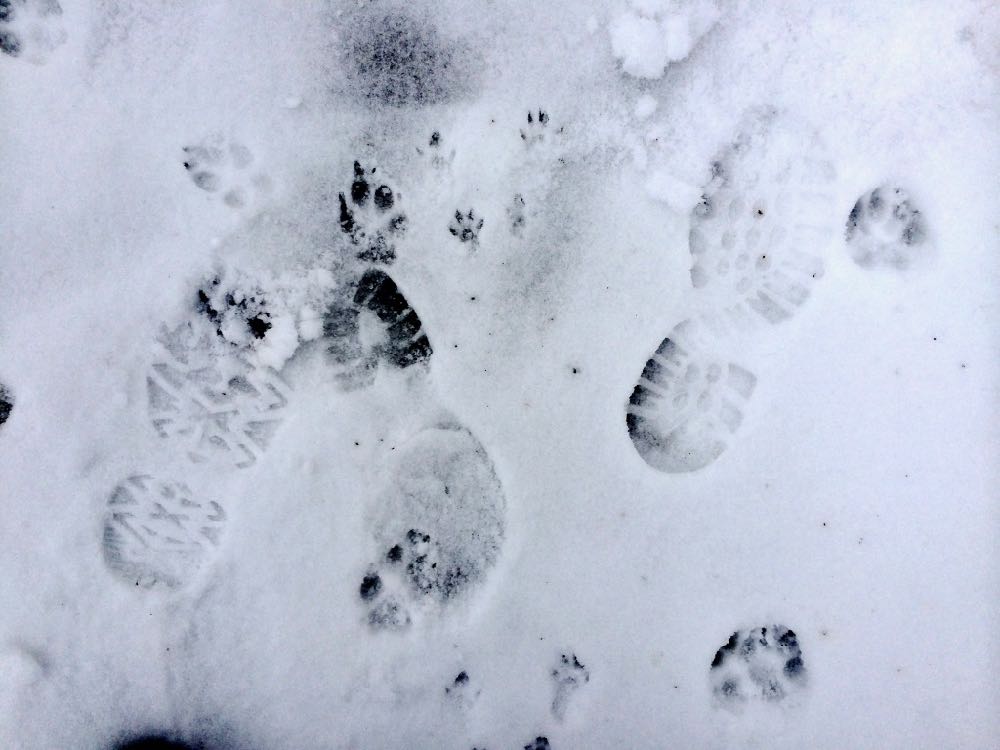 footprints snowy sidewalk
