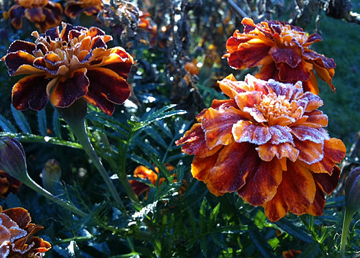 frosted marigolds