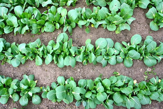 pac choi bok choy in field at Kilpatrick Family Farm