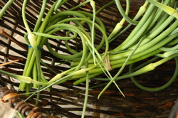 garlic scapes.jpg