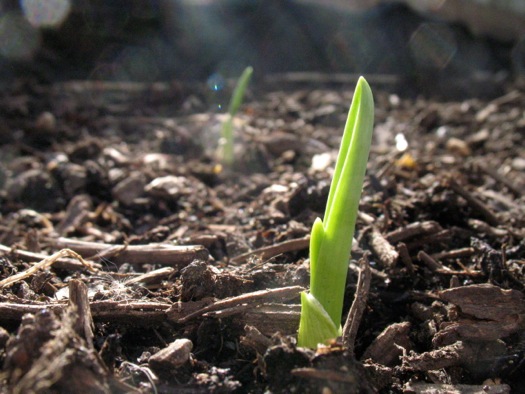 spring garden garlic sprout