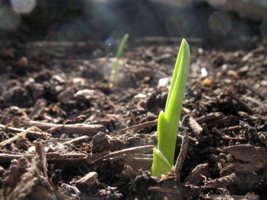 garlic shoot spring garden