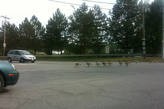 geese crossing in troy