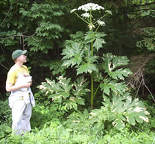 giant hogweed nys dec