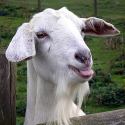 goat tongue