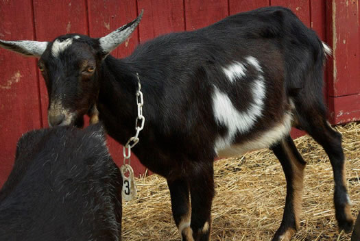 goats and gourmets mickey goat