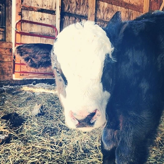 gordon farms calf 2014-March
