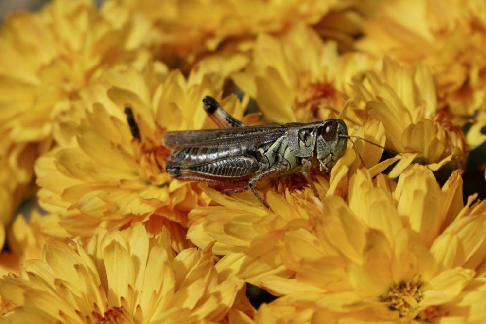 grasshopper in yellow mums