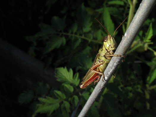 grasshopper on tomato cage dusk
