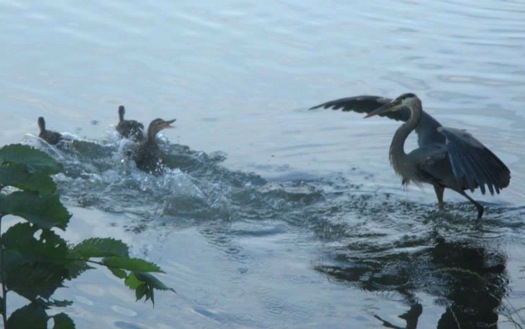 great_blue_heron_ducks_julie_madsen.jpg