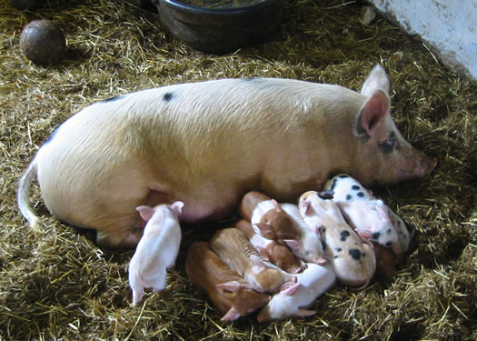 hancock shaker baby pigs