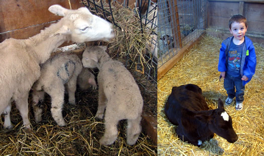 hancock shaker baby sheep cow