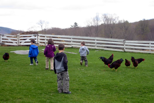 hancock shaker chicken run