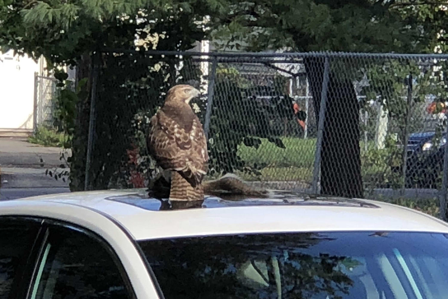 hawk on Lark Street via reader Margaret