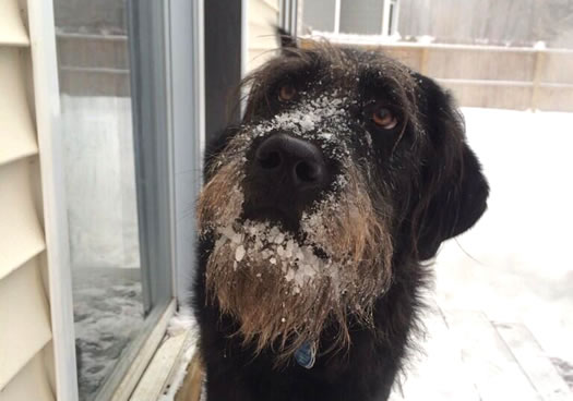 henry snowy dog face