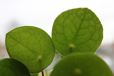 house plant leaves closeup