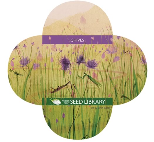 hudson_valley_seed_library_chives.jpg