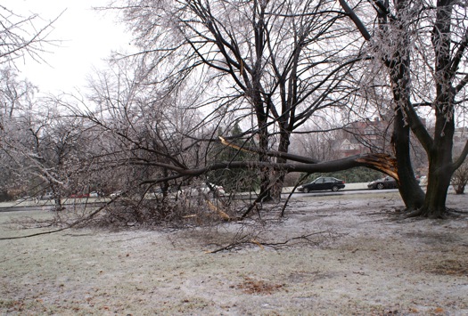 ice storm 2008-12-12 big branch down