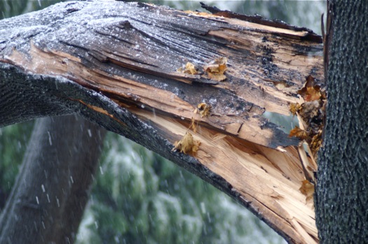 ice storm 2008-12-12 cracked tree