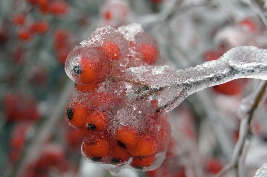 ice storm 2008-12-12 frozen berries