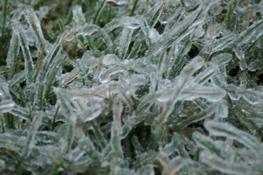 ice storm 2008-12-12 grass