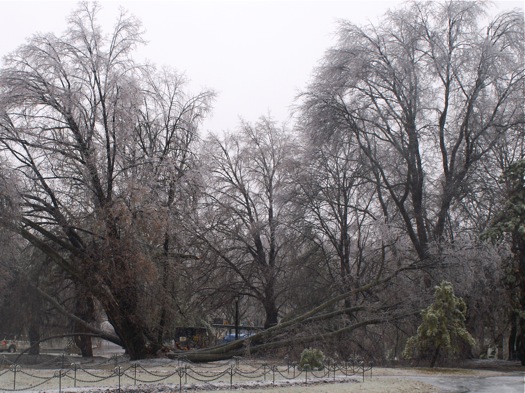 ice storm 2008-12-12 half tree down