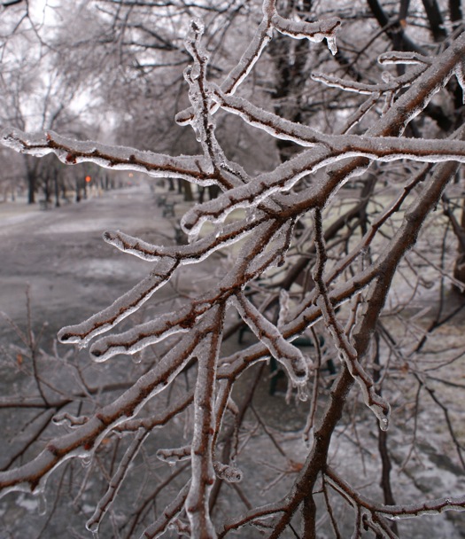 ice storm 2008-12-12 iced branch