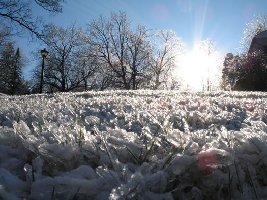 iced grass