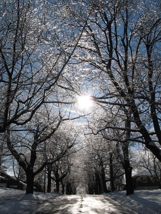 photo of sun coming through ice-covered trees