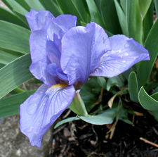 iris with rain drops