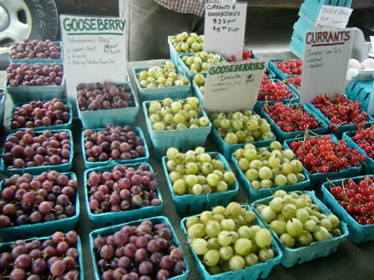 ithaca farmers market gooseberries