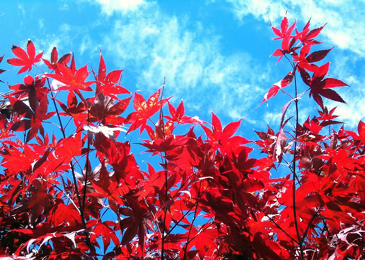 japanese maples bright blue sky