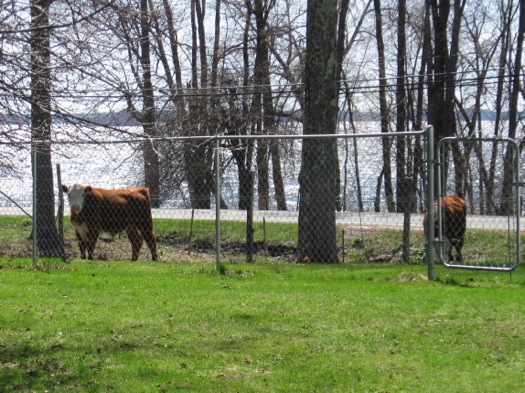 jon_beef_steers_behind_fence.jpg