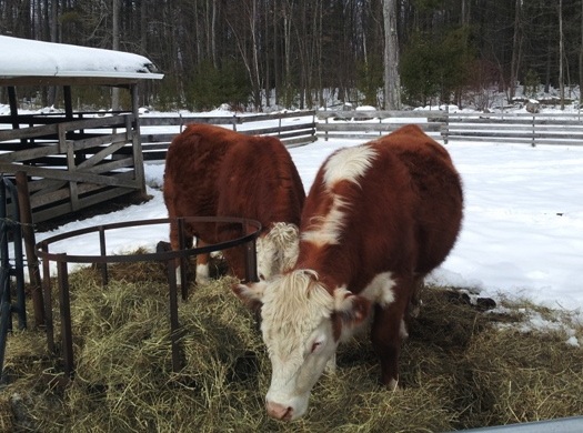 steers in the corral