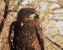 juvenile bald eagle USFWS