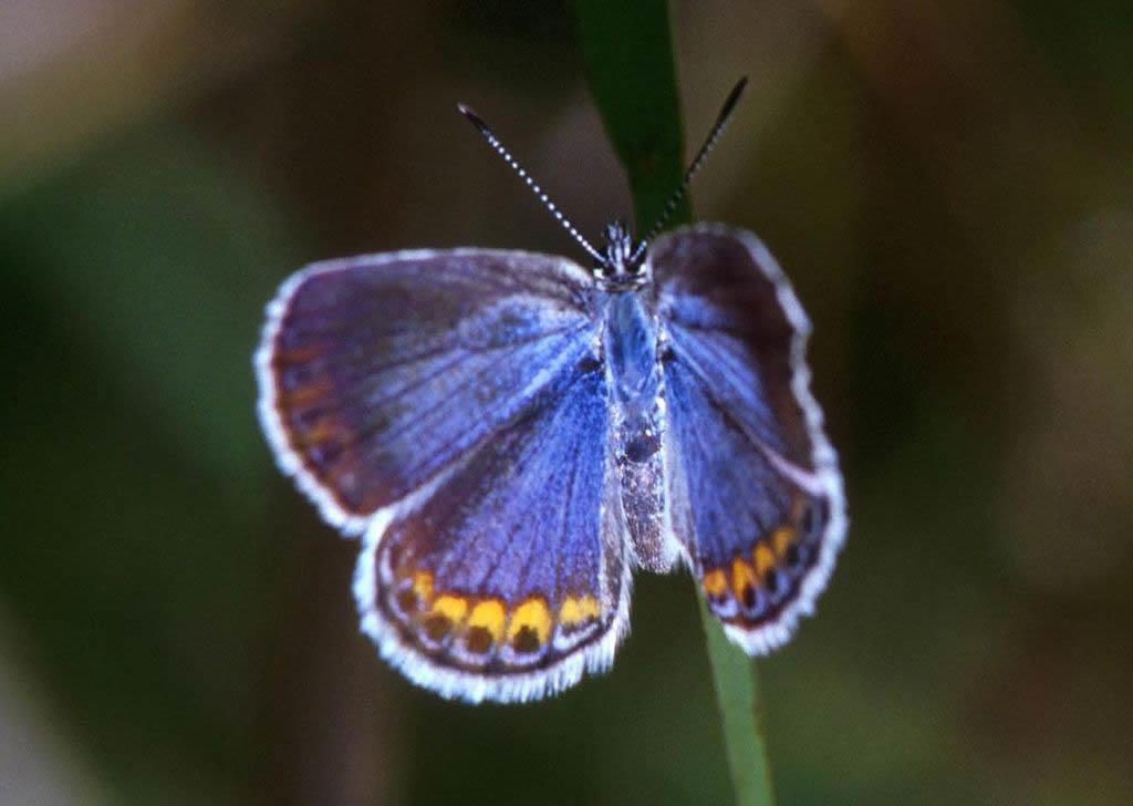 karner blue butterfly closeup USFWS
